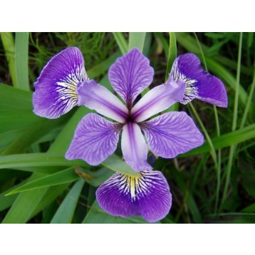 Iris versicolor