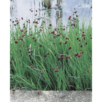 Juncus ensifolius