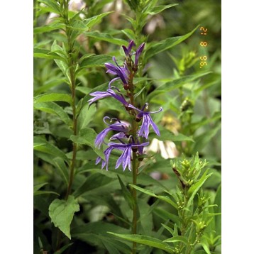 Lobelia sessifolia