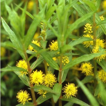 Lysimachia thyrsiflora