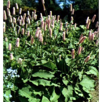 Persicaria bistorta