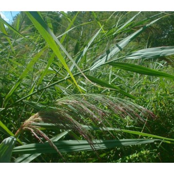 Phragmites australis