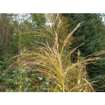 Phragmites karka variegata