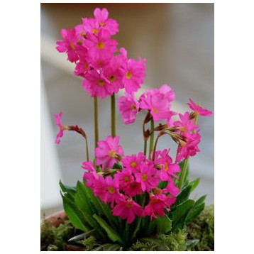 Primula rosea grandiflora