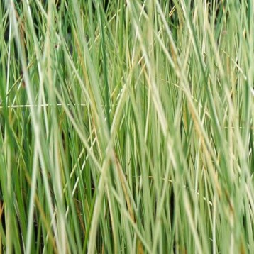 Scirpus albescens