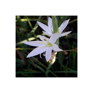 Schizostylis coccinea blanc