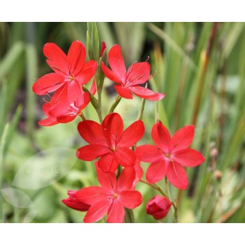 Schizostylis coccinea rouge