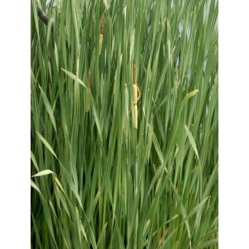 Typha latifolia variegata