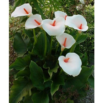 Zantedeschia aethiopica