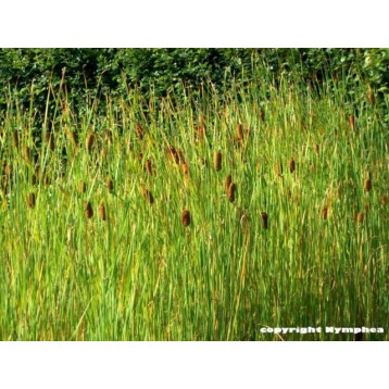 Typha laxmanii