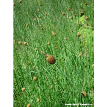 Typha minima