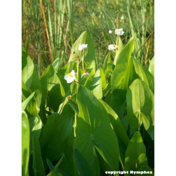 Sagittaria latifolia