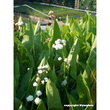 Sagittaria japonica flora plena