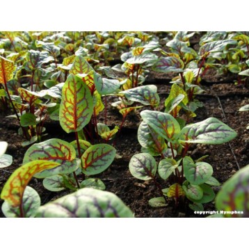 Rumex sanguinea