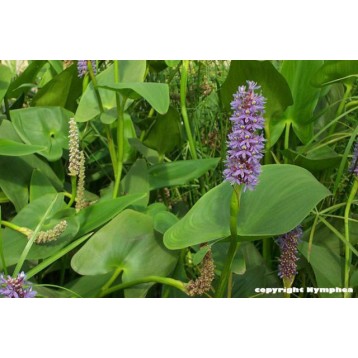 Pontederia cordata