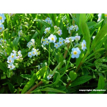 Myosotis palustris