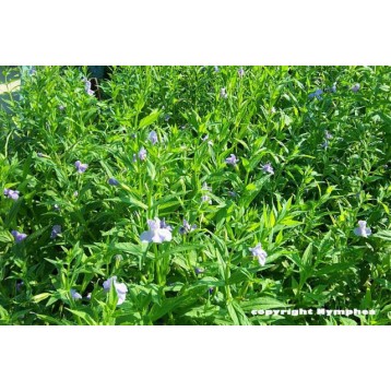 Mimulus ringens