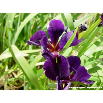 Iris laevigata bleu