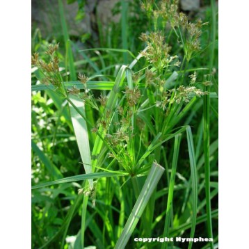 Cyperus longus