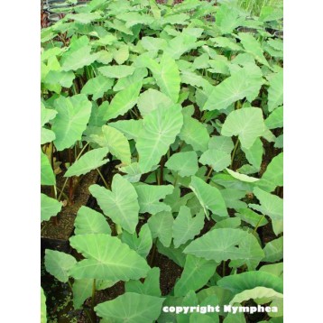 Colocasia esculenta