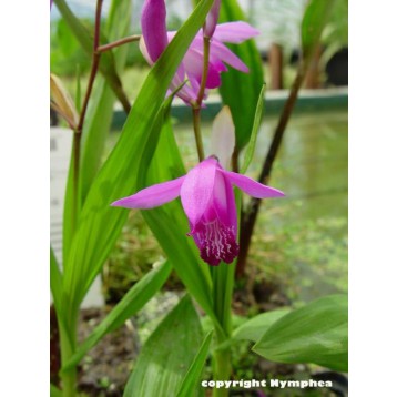 Bletilla striata