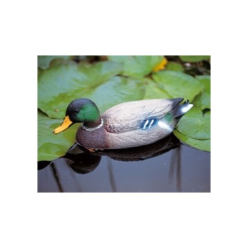 Canard Colvert