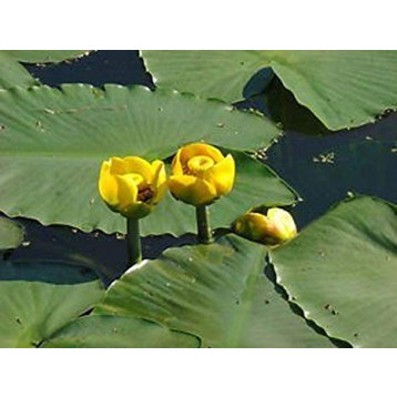 Nuphar lutea godet 11 x11