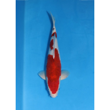 Goromo 