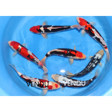 BENI KUMONRYU