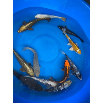 mix koi 